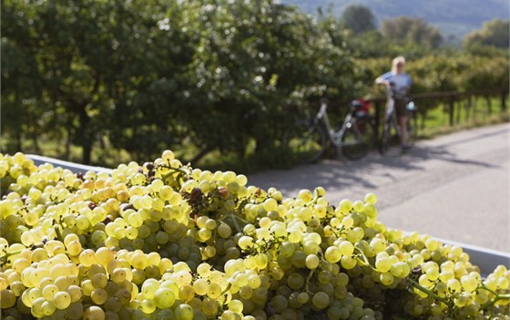 Cyklistick stezka mezi vinicemi