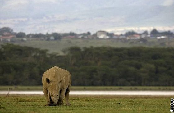 Nosoroec tuponosý je v Keni velmi vzácný.