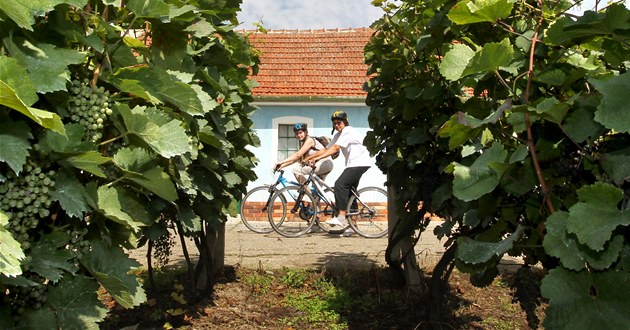 Cyklistická stezka Modré hory vede i kolem vinic u Boetic