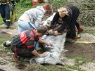 Majitelé oetují kon, který v Merklín na Plzesku spadl do jímky a vyprostit