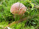 Zasílám mj houbový úlovek z 8. 8. 2011. Hib jsem fotila v brdských lesích.