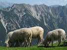 Ovce na hebeni pod Seefelder Spitze