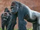 Goril samec Richard s st sv rodiny ve venkovnm vbhu prask zoo
