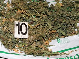 Pstrna marihuany odhalen 1. z policisty Pardubickho kraje. 