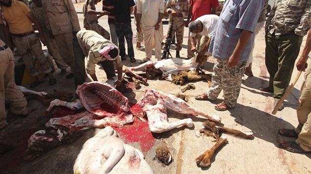 Beduíni porcují velblouda pro povstalecké bojovníky (8. záí 2011)