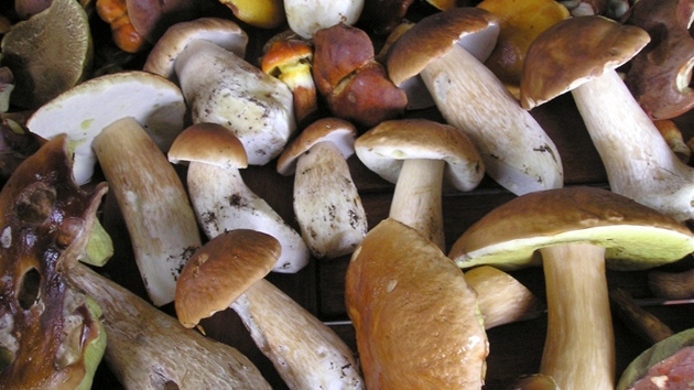 H�iby a zase h�iby. Bohumil Nechojdoma v lese u Sud�jova (okres Kutná Hora)