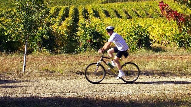 Cyklistická stezka mezi vinicemi