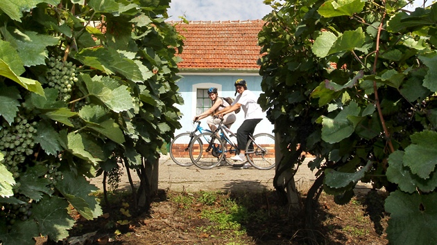 Mezi nejúspěšnější vinařské firmy z Břeclavska, které na mezinárodních výstavách bodují, patří Vinařství Josef Valihrach z Krumvíře.