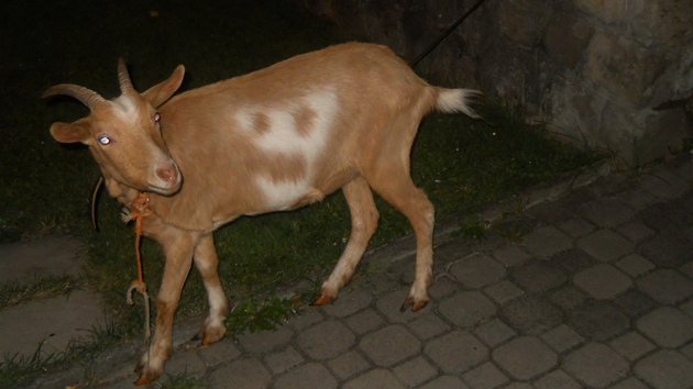 Ve Zlín� v ulici P�ílucká se voln� pohyboval kozel.