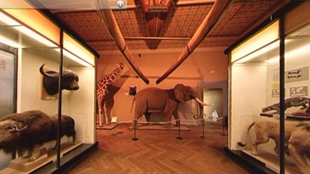 Národní muzeum - savci