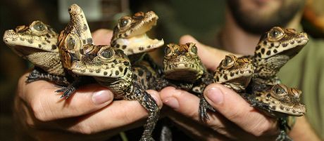 Mláata krokodýla elnatého odchovaná v plzeské zoo.