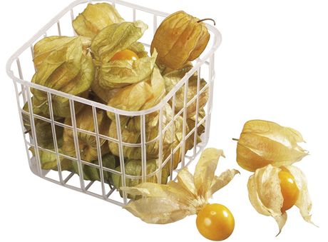 Physalis