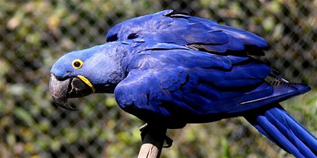 Zlnsk zoo zaala chovat nejvt papouky. Ara hyacintov m vraznou