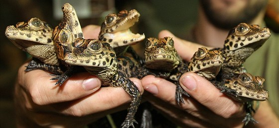 Mláata krokodýla elnatého odchovaná v plzeské zoo.