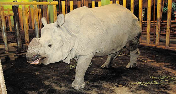 Indickým nosorožcům z plzeňské zoo by se mohlo na Vánoce 2013 narodit mládě. Samec Baabuu (na snímku) přijel loni v říjnu z anglického Chesteru.