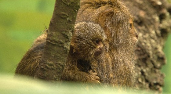 V brnnské zoologické zahrad se narodila mláata kosmana zakrslého. Malé