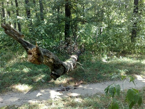 Pád stromu na dvacetiletou dívku v pražském Braníku.
