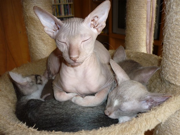 Fotogalerie: Bezsrstá kočka plemene peterbald s koťaty
