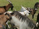 V lét mohou obyvatelé Jiního Msta narazit u Milíovského lesa na stádo koz,