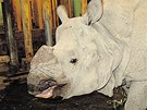 Samec nosoroce indickho Baabuu je novm obyvatelem plzesk zoologick...