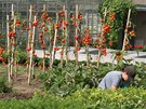Pstování zeleniny v produkní zahrad na Praském hrad
