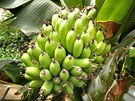 Trs tvoí desítky malých zelených banán