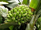 Zahradníkm Praského hradu se ve skleníku urodil trs banán