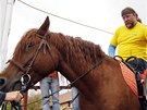 Vozíkái si pi Tour de Labe v Pardubicích vyzkoueli i jízdu na koni