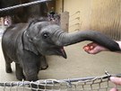 V ostravsk zoo poktili slon samiku Rashmi.