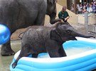 V ostravsk zoo poktili slon samiku Rashmi.