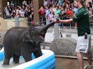 V ostravské zoo poktili sloní samiku Rashmi.