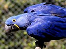 Zlnsk zoo zaala chovat nejvt papouky. Ara hyacintov m vraznou