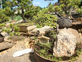 Pavel Šimon vytvořil ve Snežném japonskou bonsajovou a kamennoou zahradu. Dílo,