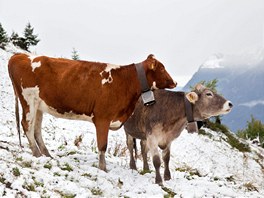 Krávy na zasnených pastvinách nad údolím Furggels (19. záí 2011)