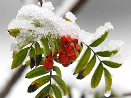 Zasn�ené je�abiny u rakouské obce Tulfes (19. zá�í 2011)
