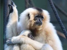 Hromadný kest nových mláat v olomoucké zoo.