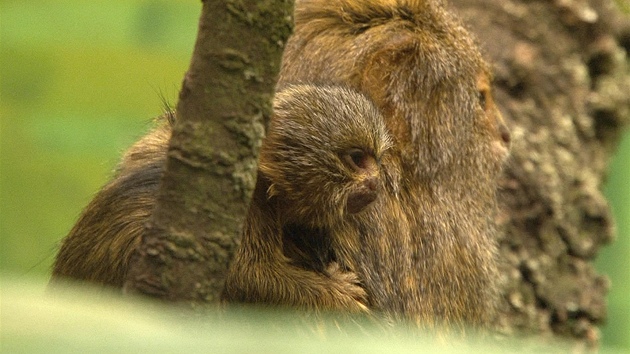 V brnnské zoologické zahrad se narodila mláata kosmana zakrslého. Malé