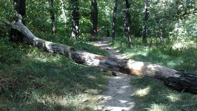 Pád stromu na dvacetiletou dívku v pražském Braníku.