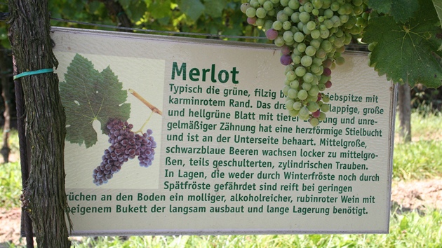 U každé odrůdy nechybí informační tabule, škoda jen, že chybí překlad do češtiny