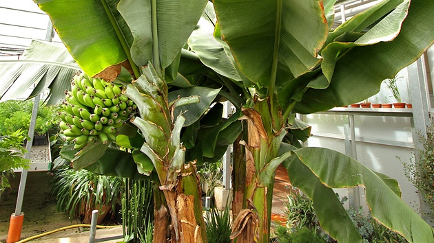 Zahradníci z Praského hradu peují o banánovník v jednom ze skleník