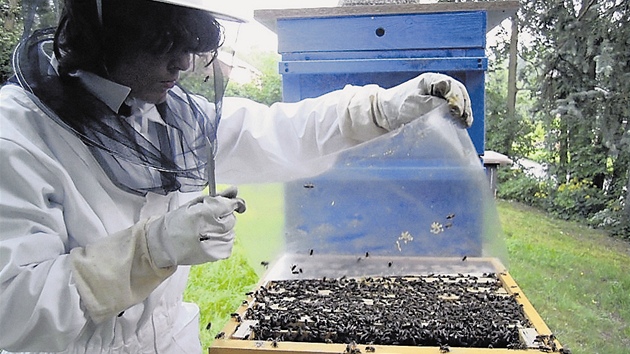 V Dětském domově  v Sedloňově v Orlických horách letos pomocí grantu založili chov včel,  o který se stará několik chlapců.