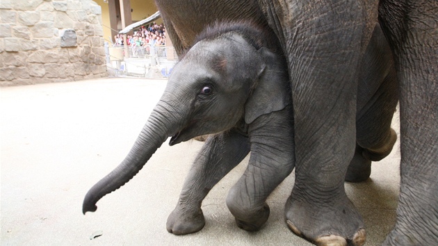 V ostravské zoo poktili sloní samiku Rashmi.