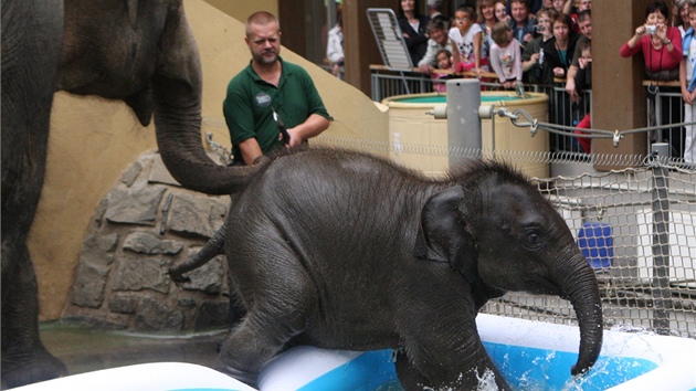 V ostravské zoo poktili sloní samiku Rashmi.