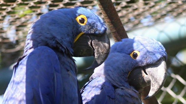 Nový pár ar hyacintových ve zlínské zoo