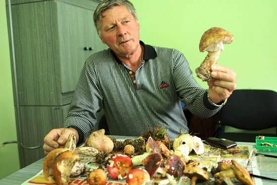 Plzeský mykolog Zdenk Hájek ukazuje jedlou muchomrku rovku.