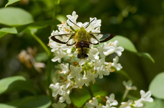 Kyselá luní (Acetosa pratensis)