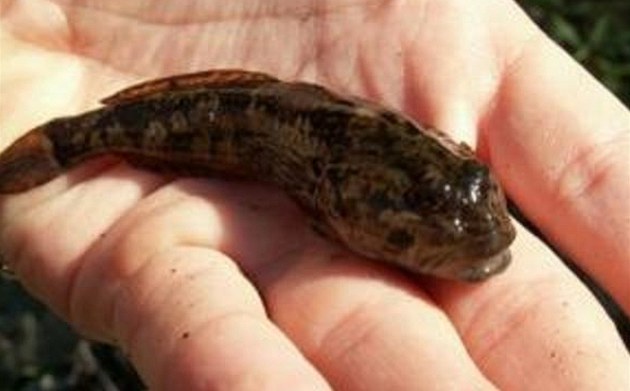 Çalışma: Kayıkçılar Český raj PLA'daki Jizera'da korunan kargalara zarar vermiyor