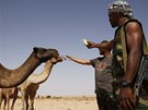 Rebelové u msta Syrty oberstvují své velbloudy. (24. záí 2011)