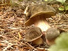 Do lesa jsme ani chodit nemuseli, tyto houby vyrostly na naí zahrad v chatové