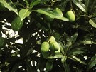 Mangovník indický (Mangifera indica)